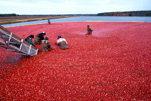 cranberries